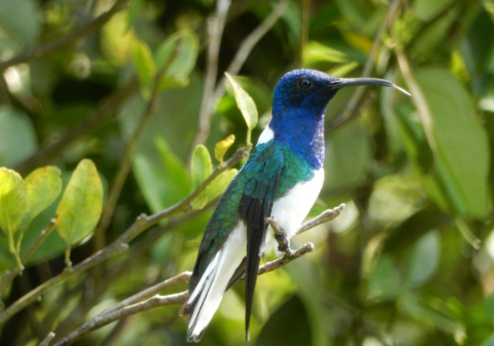 Foto eines Weißhalsjakobiners, eine von sechs untersuchten Kolibri-Arten