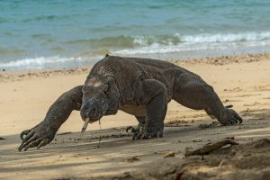 Komodowaran an einem Strand