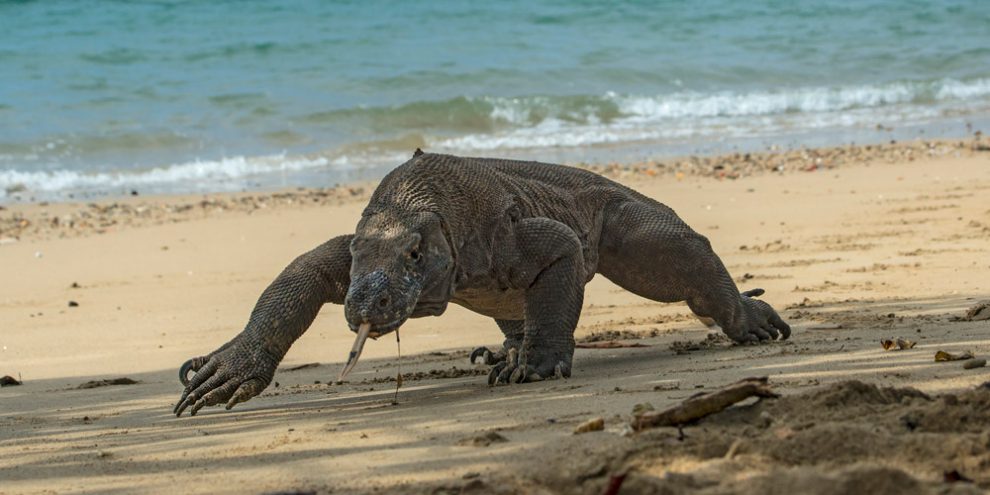 Komodowaran an einem Strand