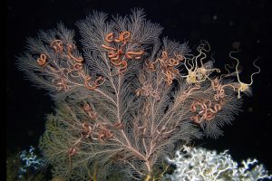 Tiefseekoralle Callogorgia delta