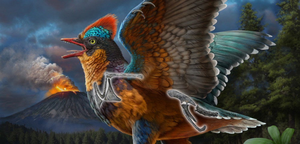 Archaeopteryx-bekommt-Konkurrenz