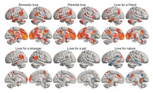 Liebe neuronal