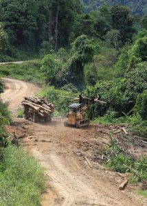 Abholzung des Regenwaldes in Sabah auf Borneo