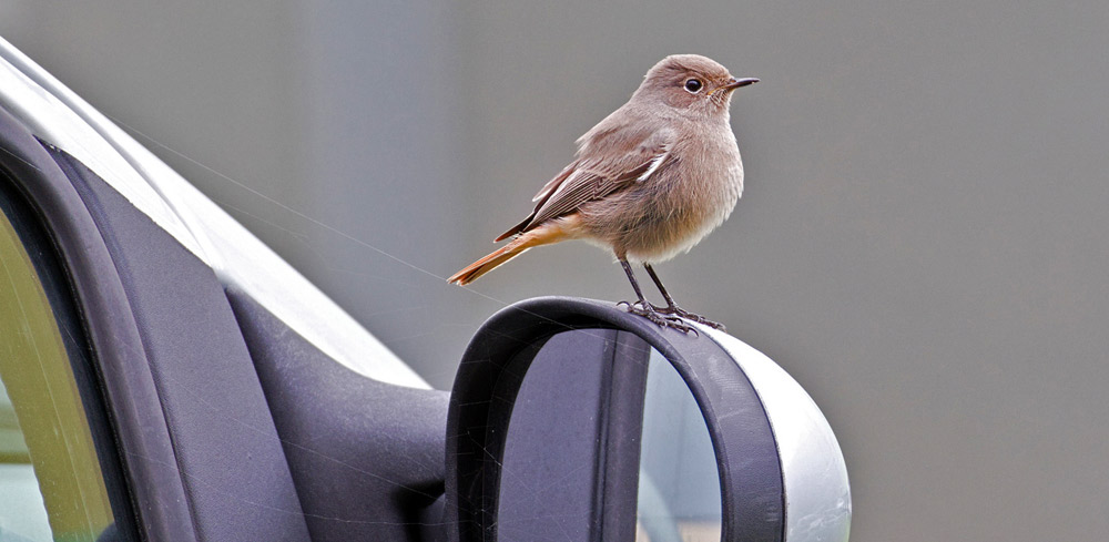 Auto oder Vogel: Wer ist schneller am Ziel?