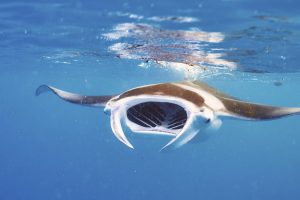 Mantarochen im Meer