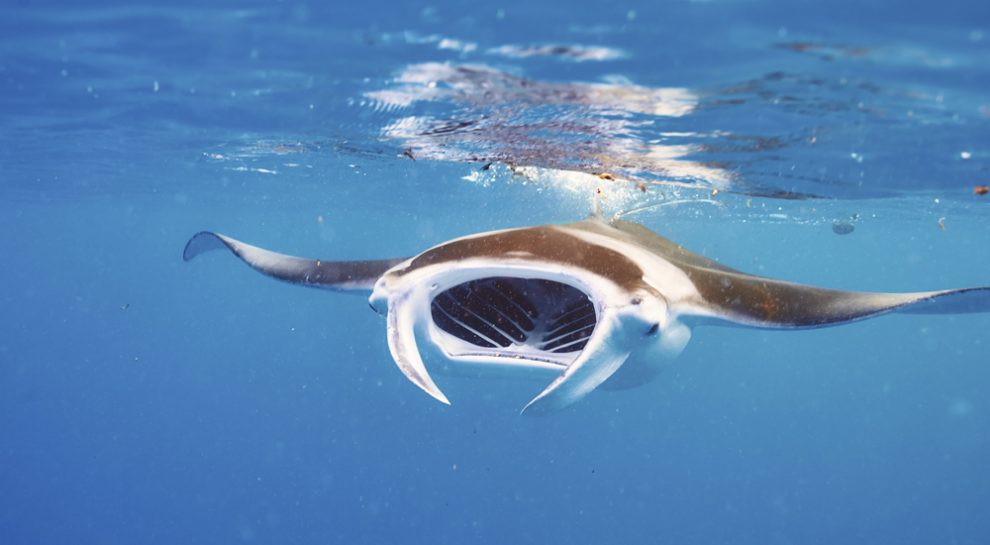 Mantarochen im Meer