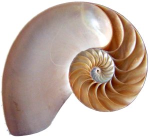 spiralförmige Schale eines Nautilus