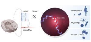 Regulation durch microRNA