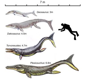 Metriorhynchidae