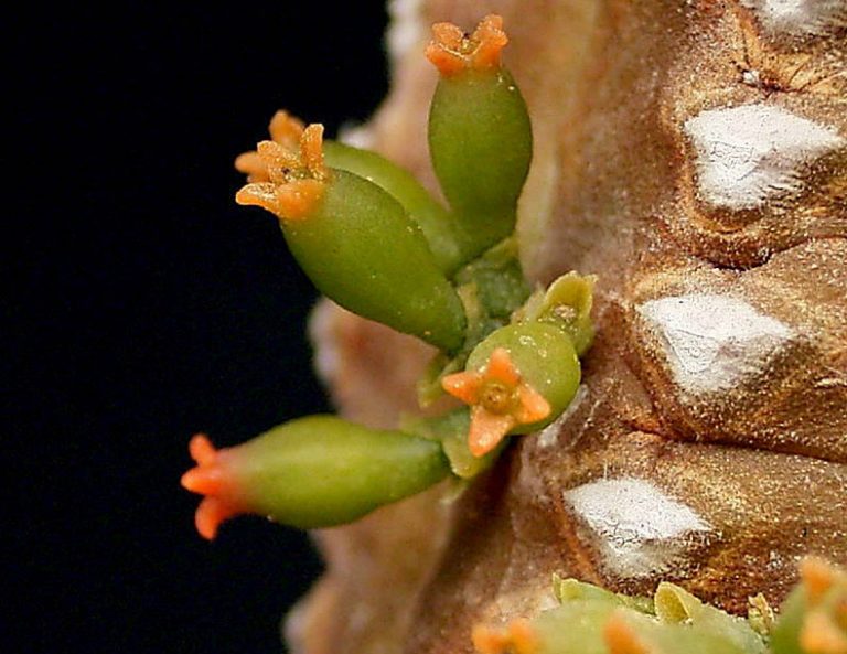 Leben auf dem Baum scinexx.de