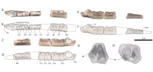 fossile Kieferknochen