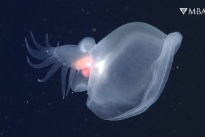 Foto der neu identifizierten Nacktschnecken-Art Bathydevius caudactylus