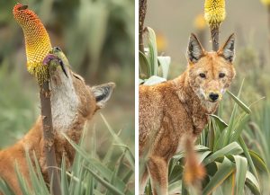 Wolf mit Pollen an der Schnauze