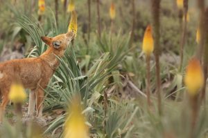 Wolf leckt an Blüte