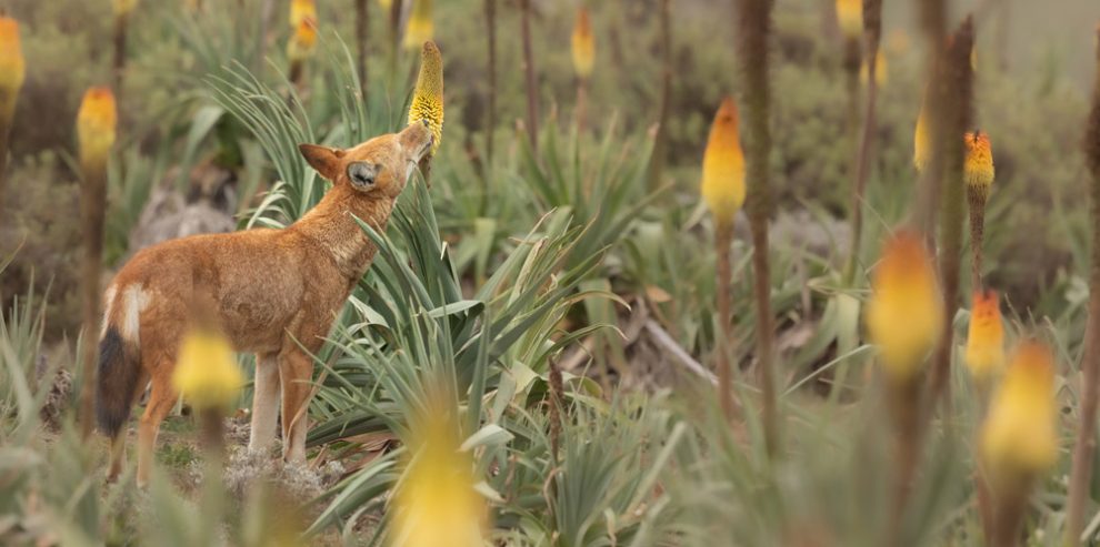 Wolf leckt an Blüte