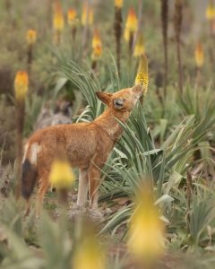 Wolf leckt an Blüte