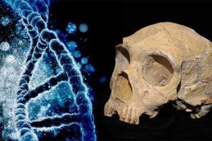 DNA und Neandertalerschädel