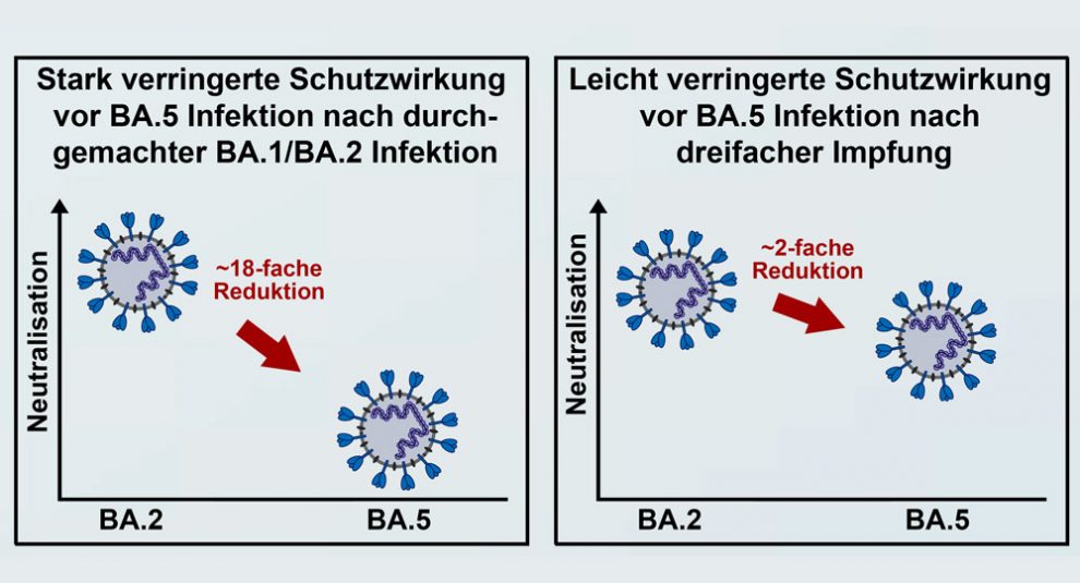 Omikron BA.5: Warum Vor Allem Genesene Erneut Erkranken - Antikörper ...