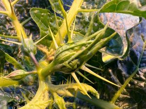 Stachelige Aubergine