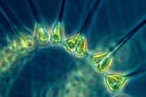 Phytoplankton