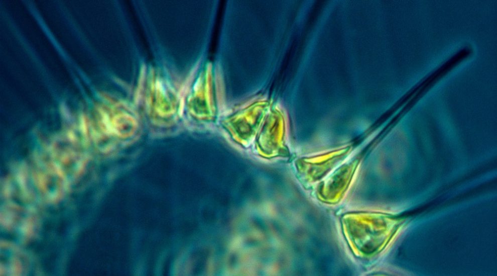 Phytoplankton