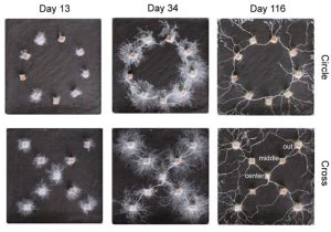 kreis- und kreuzförmige Pilzmycelnetzwerke im Laufe der Zeit