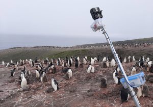 Pinguin-Kolonie und Eventkamera