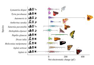 Schmetterlinge Ladungen