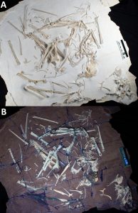 Fotos des Originalfossils von Skiphosoura bavarica bei natürlichem und UV-Licht