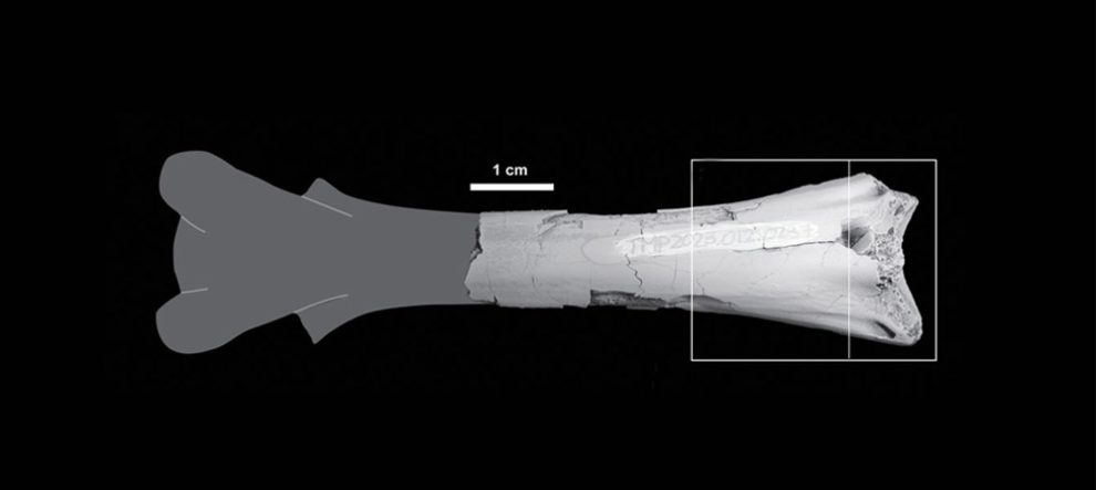 Fossiler Flugsaurier-Wirbel