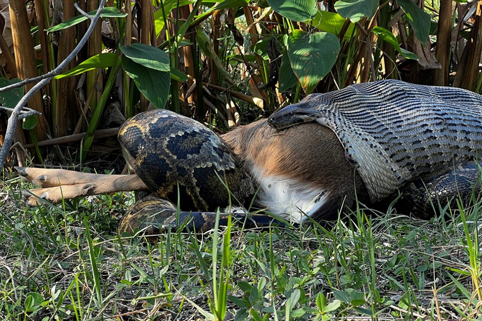 Tigerpython frisst Hirsch