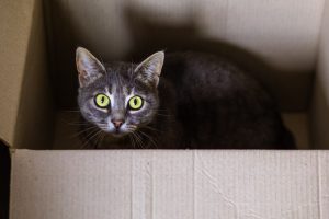 Katze in Box