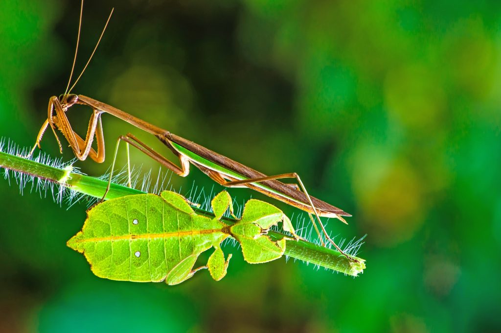 "Wandelndes Blatt" (unten) und Stabheuschrecke (oben)