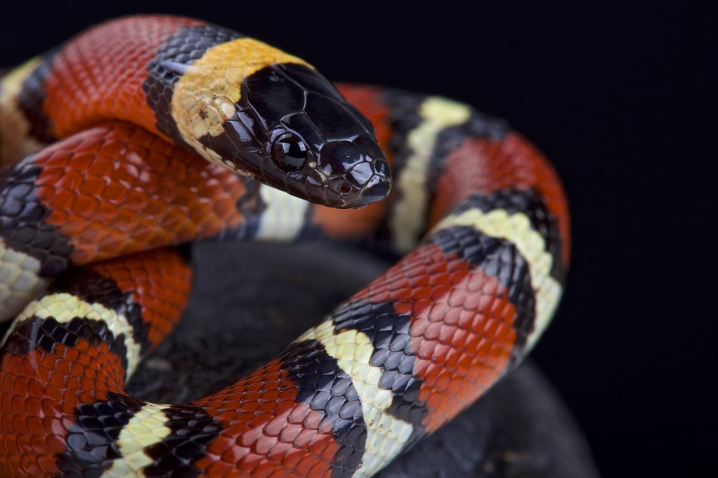 Mexikanische Dreiecksnatter (Lampropeltis annulata)