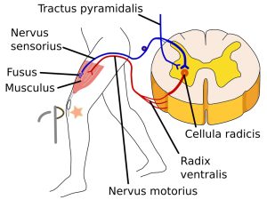 Geef de structuur van de reflexboog weer met behulp van het voorbeeld van de hamstringreflex