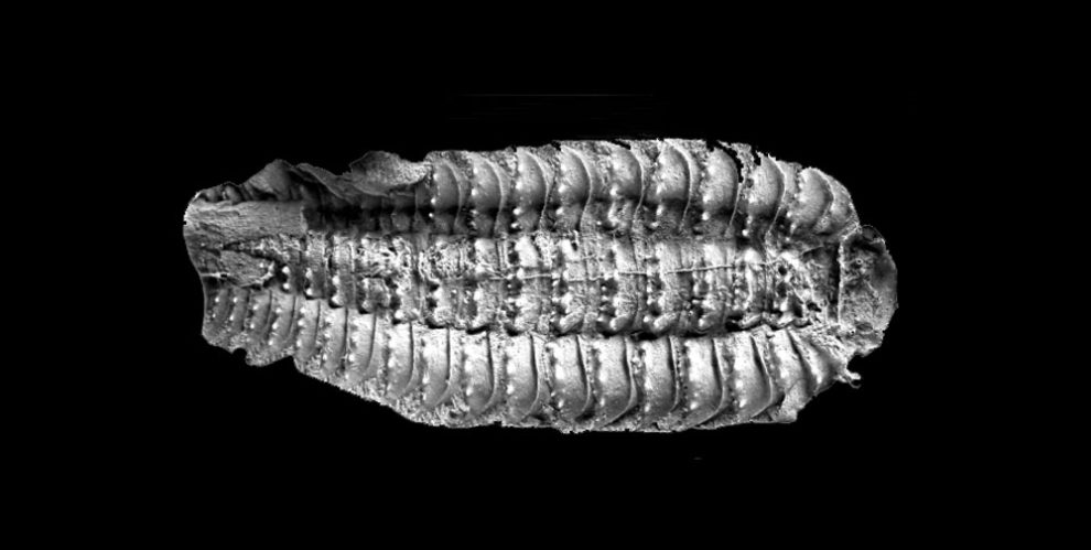 Arthropleura-Fossil