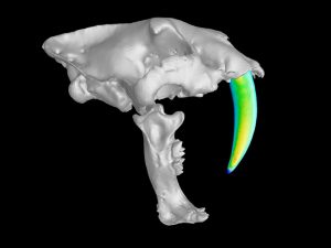 Säbelzahn Simulation