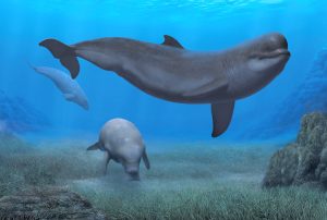 Casatia thermophila und Metaxytherium subapenninum