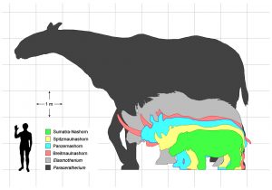 Paraceratherium