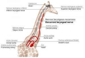 Nervensystem Giraffe