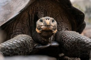 Riesenschildkröte