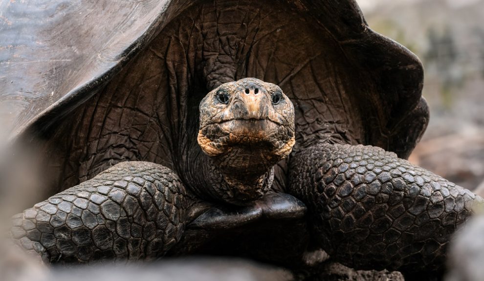 Riesenschildkröte