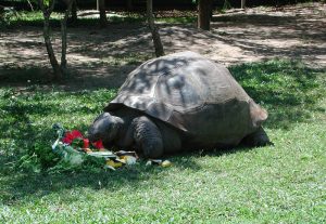 fressende Schildkröte