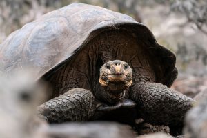 Riesenschildkröte