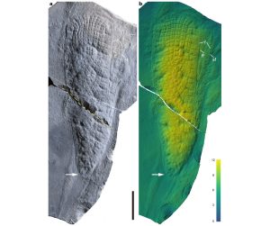 Schwammfossilien