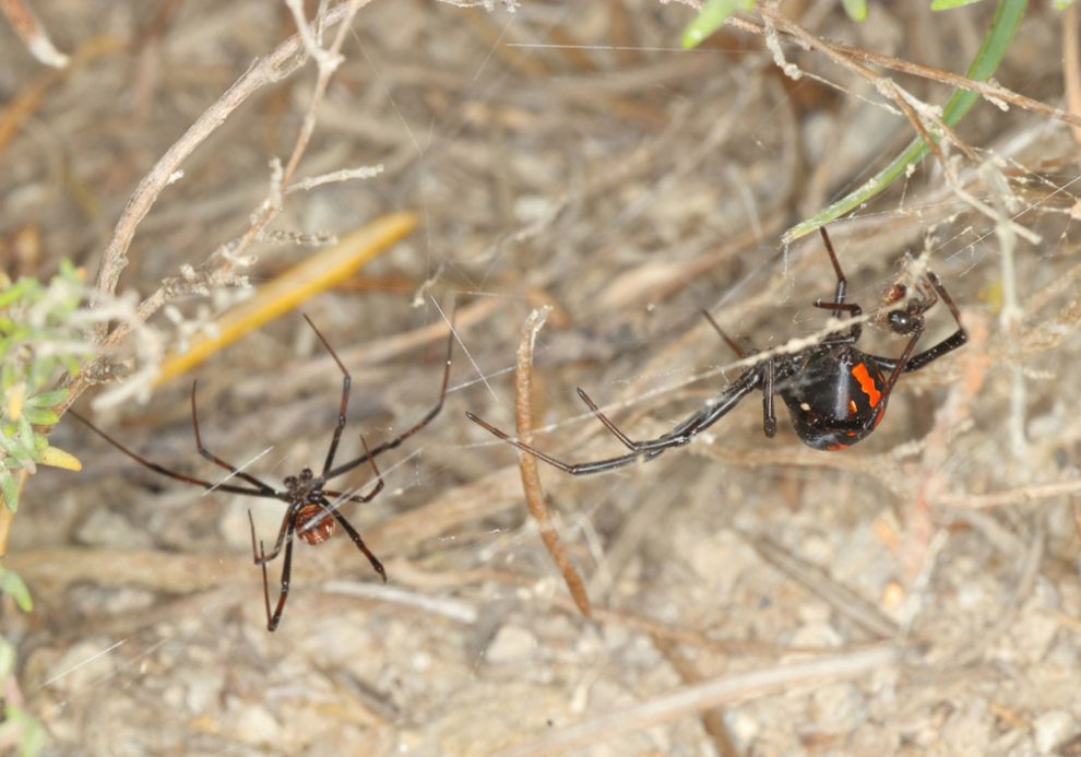 Nahaufnahme von zwei Europäischen Schwarzen Witwen (Latrodectus tredecimguttatus) in ihrem Netz.