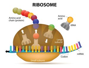 Proteinproduktion