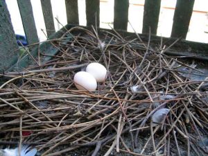 Nest einer Stadttaube