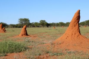 Afrikanische Termitenhügel