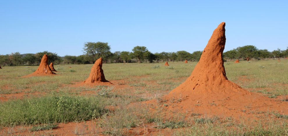 Afrikanische Termitenhügel